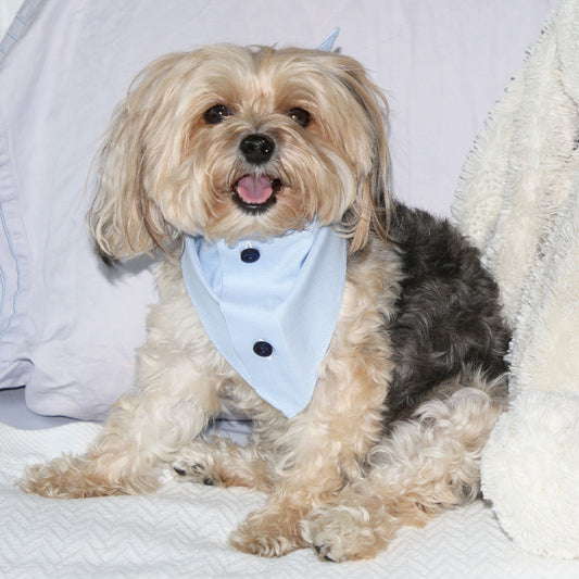 Blue Cotton Shirting Dog Scarf