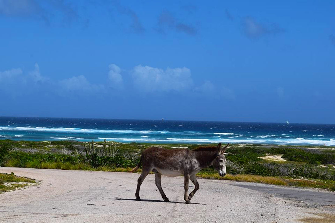 Donkeys in Aruba