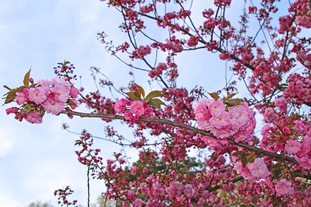 Cherry Blossoms in Central Park